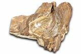 Polished Petrified Wood Soap Dish - Madagascar #346930-1